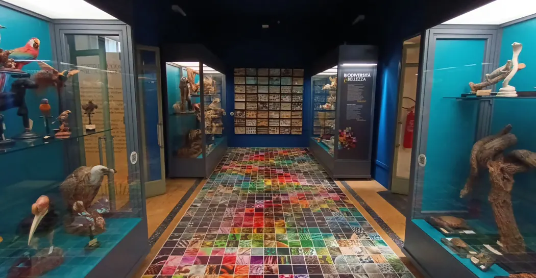 Scheletri ed esemplari naturalistici esposti al Museo Civico di Zoologia di Roma